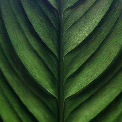 A textured green leaf.